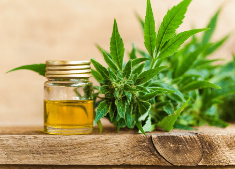 Origins and Traditional Uses