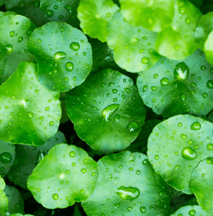 Modern Uses in Consumer Products