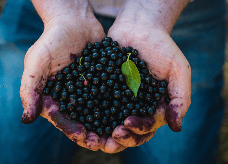 Origins and Traditional Uses