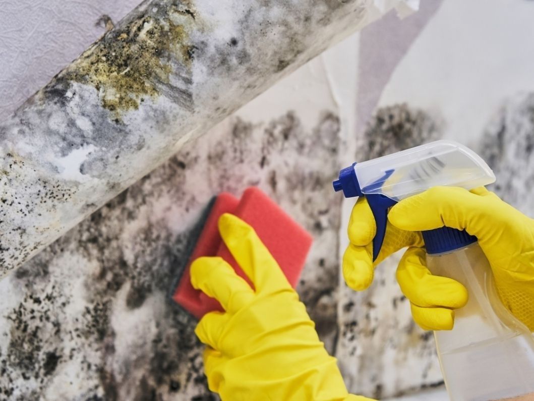Varieties of Mold and Mildew Cleaners