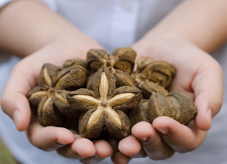 Origins and Traditional Uses