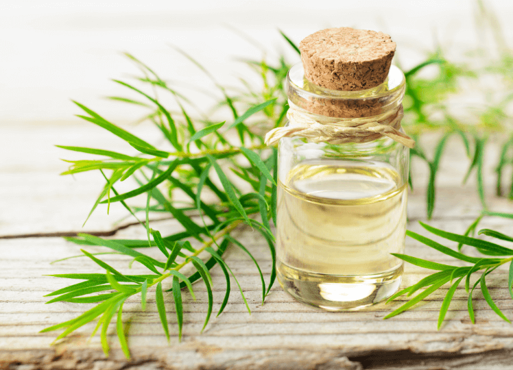 Origins and Traditional Uses