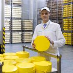 technologist white robe with yellow cheese head his hands is shop production butter cheese production process plant dairy products racks with cheese